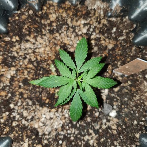 OS#3 Old Seeds #3 growlog timeline photo