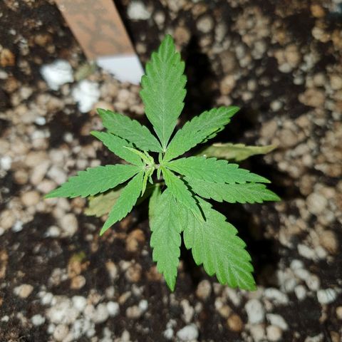 OS#1 Old seeds #1 growlog timeline photo