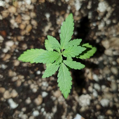 BC#1 Blue Cheese growlog timeline photo