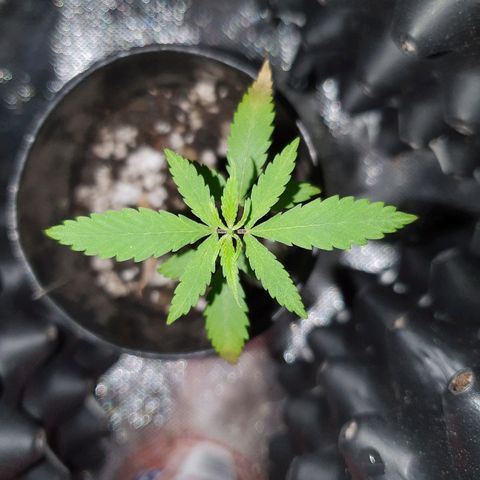 OS#4 Old seeds #4 growlog timeline photo