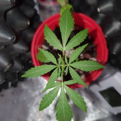 MBC#1 Maybe blue cheese #1 growlog timeline photo