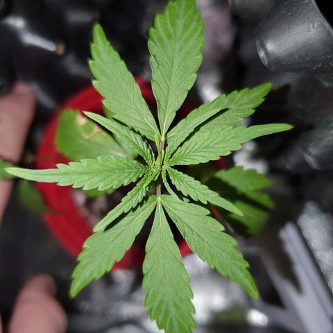 MBC#2 Maybe blue cheese #2 growlog timeline photo