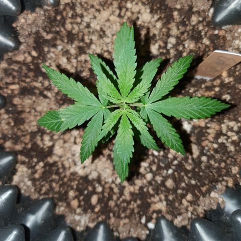 OS#3 Old Seeds #3 growlog timeline photo