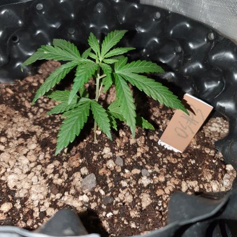 OS#3 Old Seeds #3 growlog timeline photo