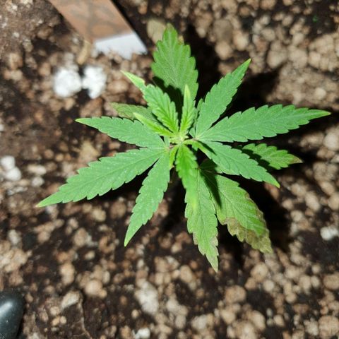OS#1 Old seeds #1 growlog timeline photo