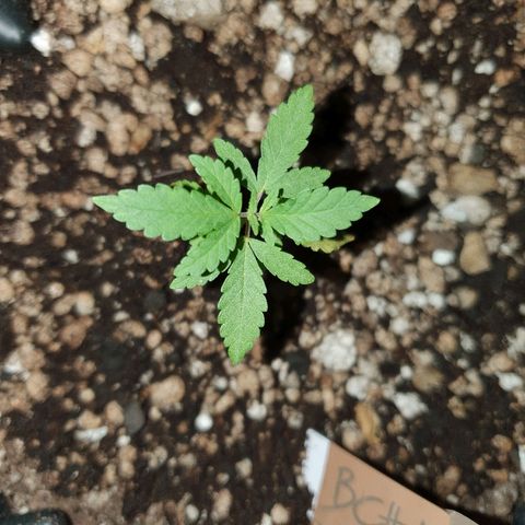 BC#1 Blue Cheese growlog timeline photo