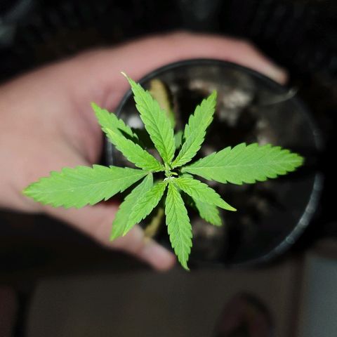 OS#4 Old seeds #4 growlog timeline photo