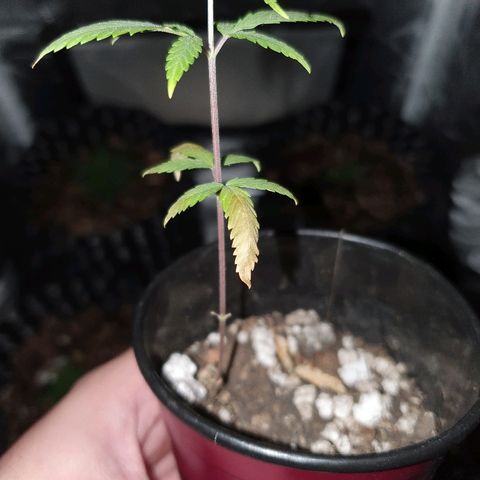 OS#4 Old seeds #4 growlog timeline photo