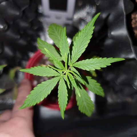 MBC#2 Maybe blue cheese #2 growlog timeline photo