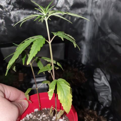 MBC#2 Maybe blue cheese #2 growlog timeline photo