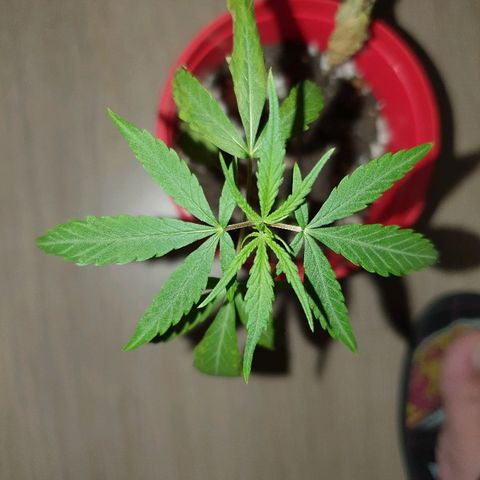 MBC#1 Maybe blue cheese #1 growlog timeline photo