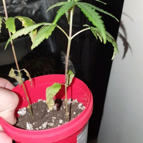 MBC#1 Maybe blue cheese #1 growlog timeline photo