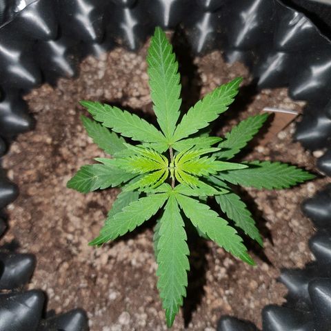 OS#3 Old Seeds #3 growlog timeline photo