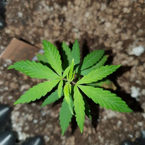 OS#1 Old seeds #1 growlog timeline photo