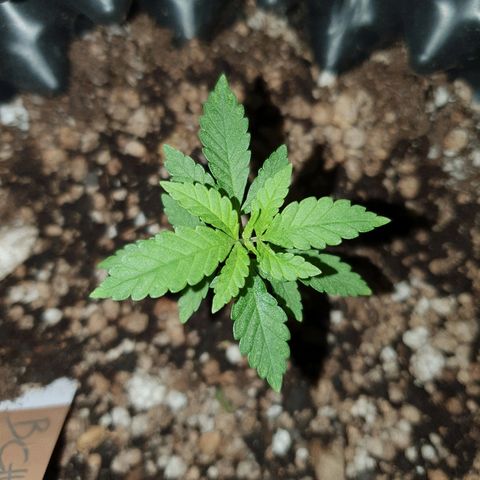 BC#1 Blue Cheese growlog timeline photo
