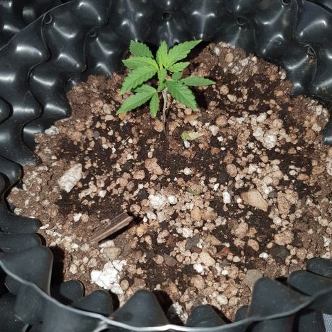 BC#1 Blue Cheese growlog timeline photo