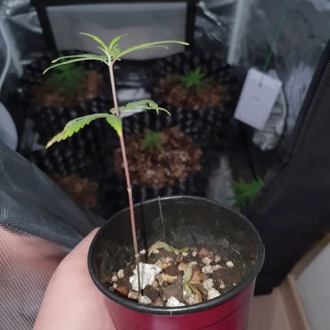 OS#4 Old seeds #4 growlog timeline photo