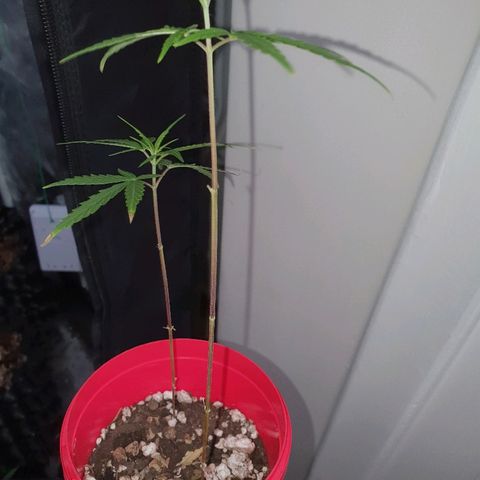 MBC#2 Maybe blue cheese #2 growlog timeline photo
