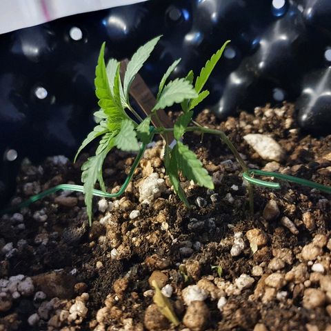 BC#1 Blue Cheese growlog timeline photo