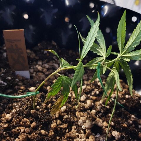 OS#1 Old seeds #1 growlog timeline photo