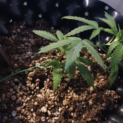 OS#3 Old Seeds #3 growlog timeline photo