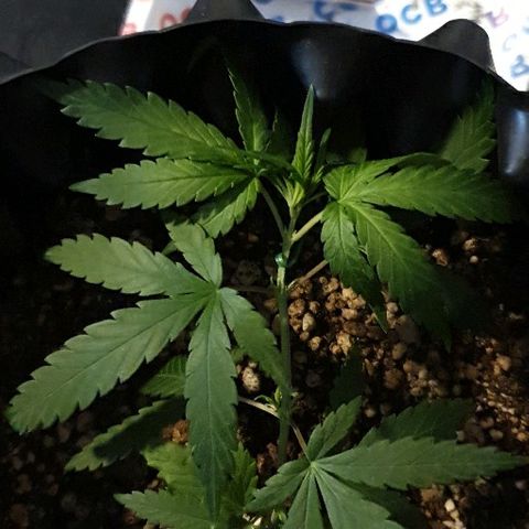 OS#3 Old Seeds #3 growlog timeline photo