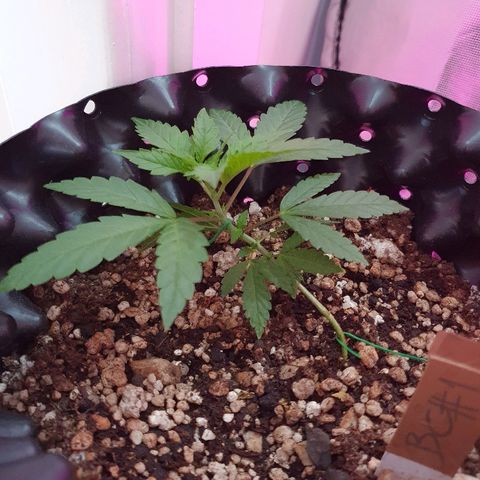 BC#1 Blue Cheese growlog timeline photo