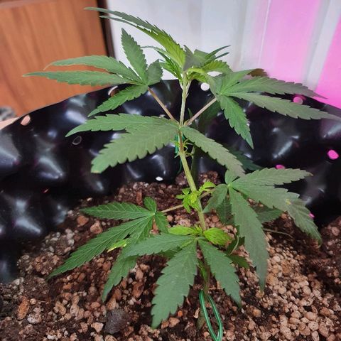 OS#3 Old Seeds #3 growlog timeline photo