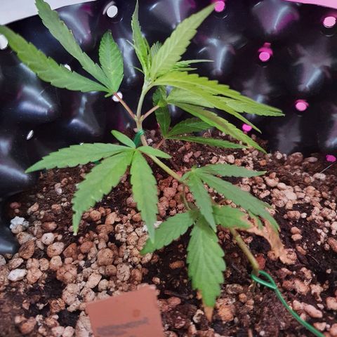 OS#1 Old seeds #1 growlog timeline photo