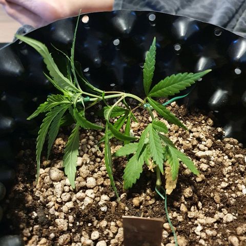OS#1 Old seeds #1 growlog timeline photo