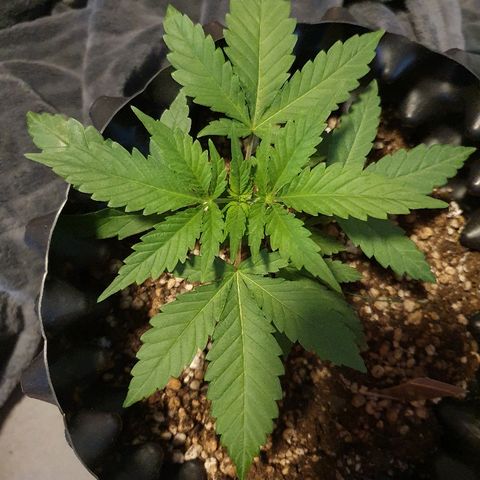 BC#1 Blue Cheese growlog timeline photo