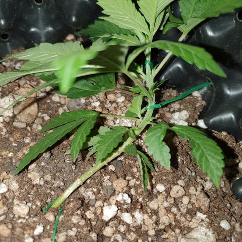 BC#1 Blue Cheese growlog timeline photo
