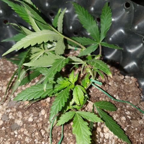 OS#3 Old Seeds #3 growlog timeline photo
