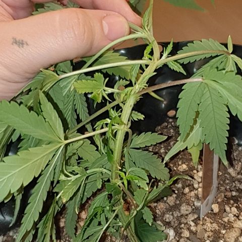 OS#3 Old Seeds #3 growlog timeline photo