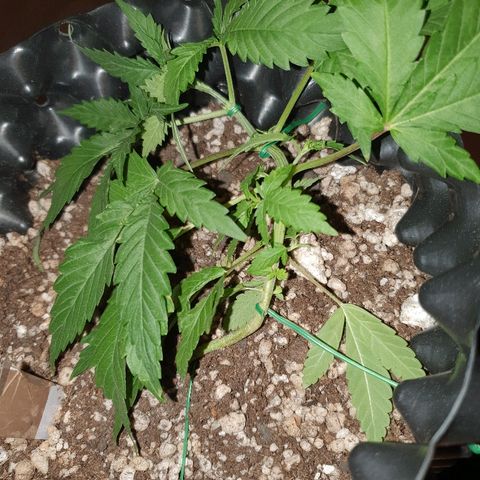 BC#1 Blue Cheese growlog timeline photo