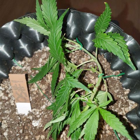 OS#1 Old seeds #1 growlog timeline photo