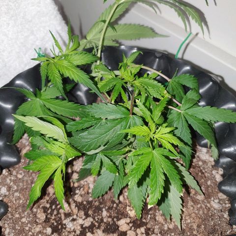 OS#3 Old Seeds #3 growlog timeline photo