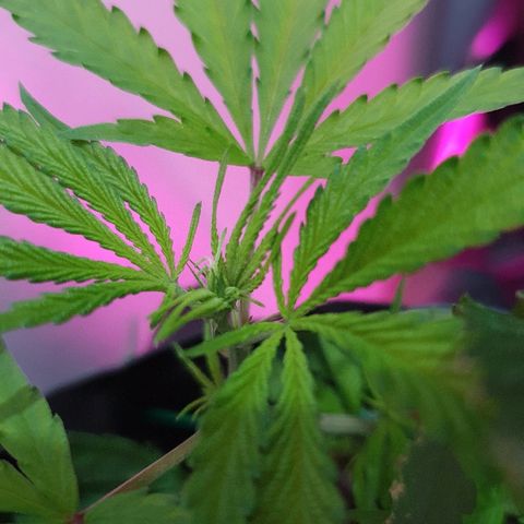 OS#1 Old seeds #1 growlog timeline photo
