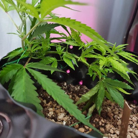 OS#1 Old seeds #1 growlog timeline photo