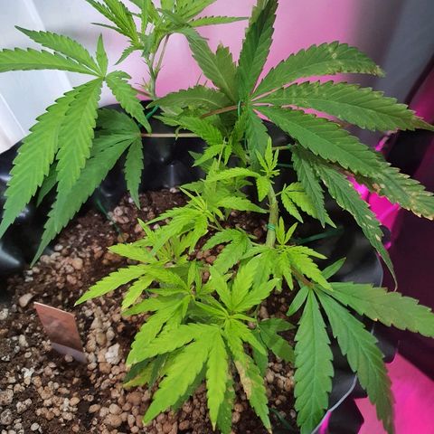 OS#1 Old seeds #1 growlog timeline photo