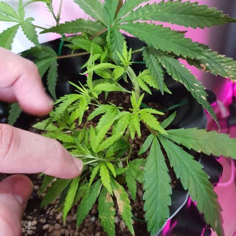 OS#1 Old seeds #1 growlog timeline photo