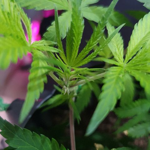 OS#3 Old Seeds #3 growlog timeline photo