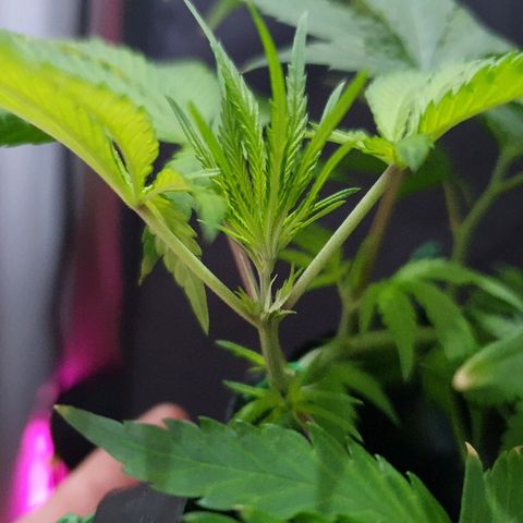 OS#3 Old Seeds #3 growlog timeline photo