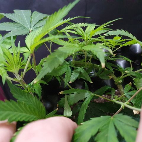 OS#3 Old Seeds #3 growlog timeline photo