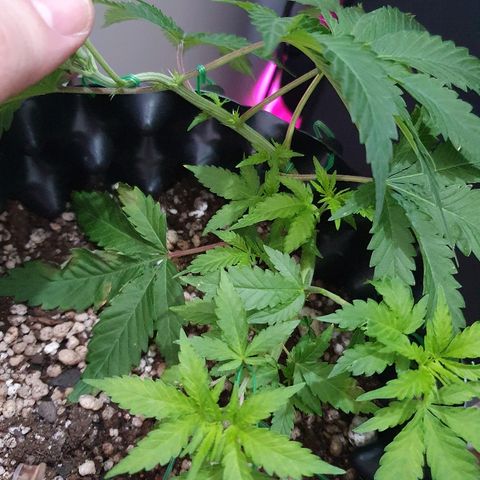 BC#1 Blue Cheese growlog timeline photo