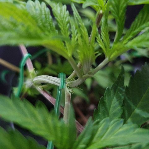 BC#1 Blue Cheese growlog timeline photo