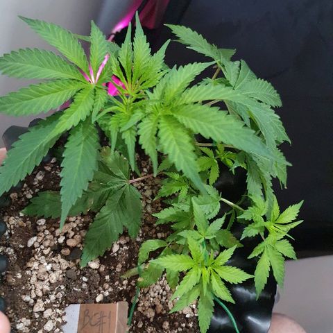 BC#1 Blue Cheese growlog timeline photo