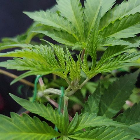 BC#1 Blue Cheese growlog timeline photo
