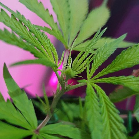 OS#1 Old seeds #1 growlog timeline photo