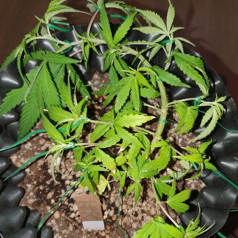 OS#1 Old seeds #1 growlog timeline photo
